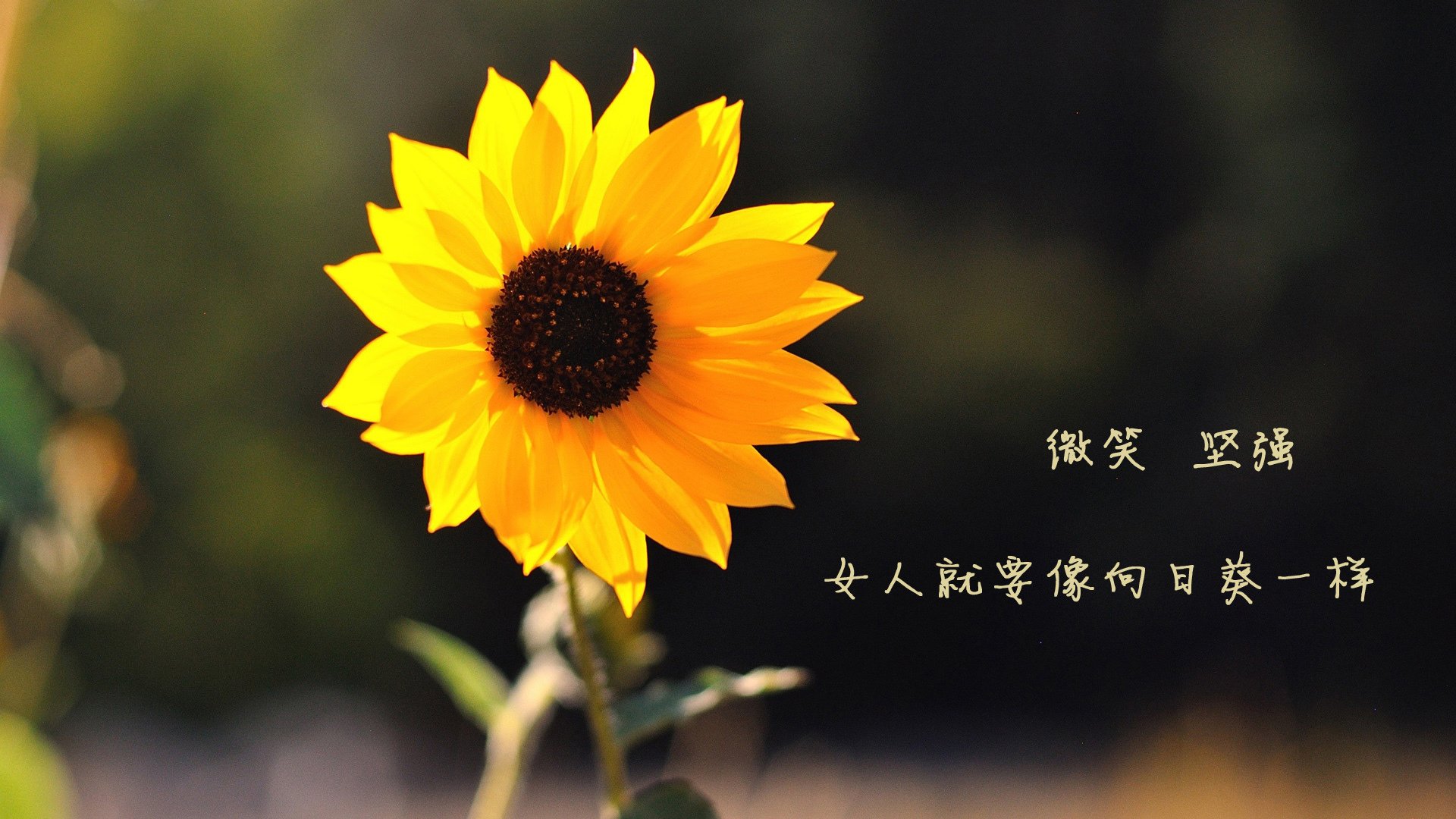 詹皇单骑破阵，鹈鹕力克热火