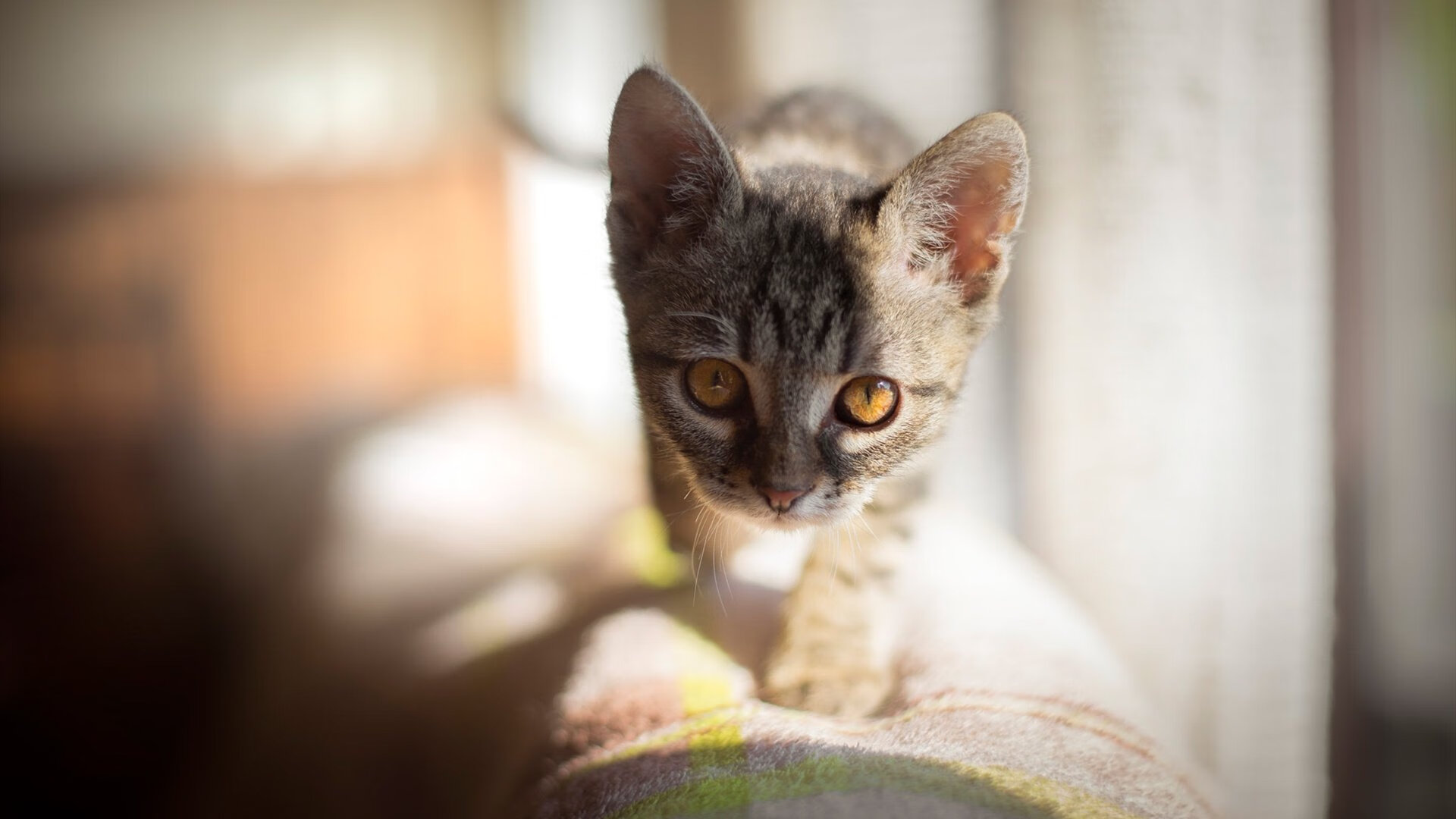 太阳烈焰灼烧费城，杰伦·格林末节封神