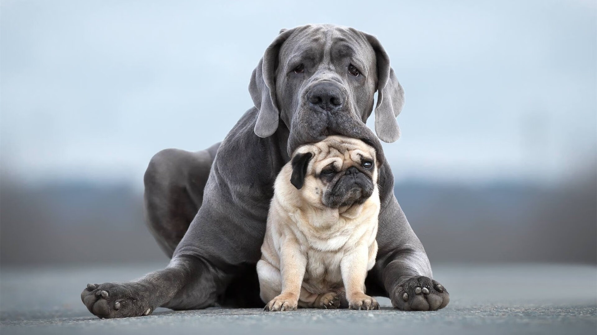 狂暴碾压与孤星闪耀，雄鹿团队之力与东契奇季后赛抢七的王者姿态