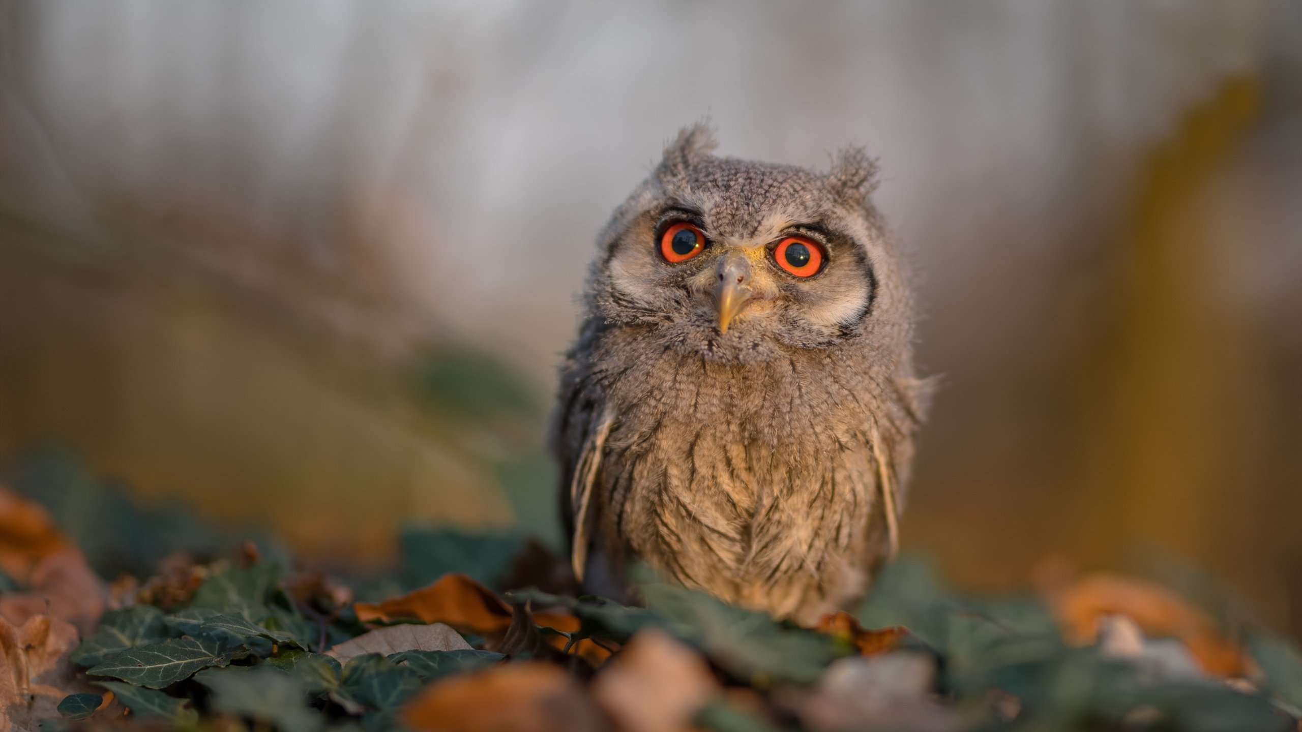 单节逆袭与一剑封喉，当体育精神在电光石火间绽放