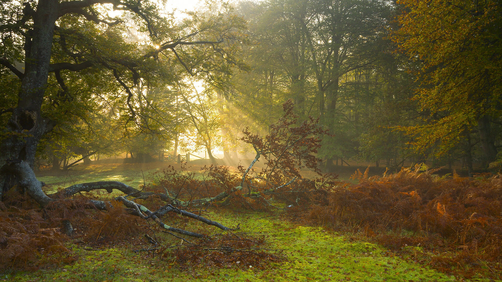 门迪三连扑！丹麦爆冷击败比利时，书写安徒生新童话