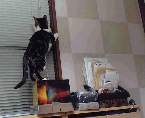 沙漠风暴席卷温布利，当欧冠的星辰被北非之光照亮