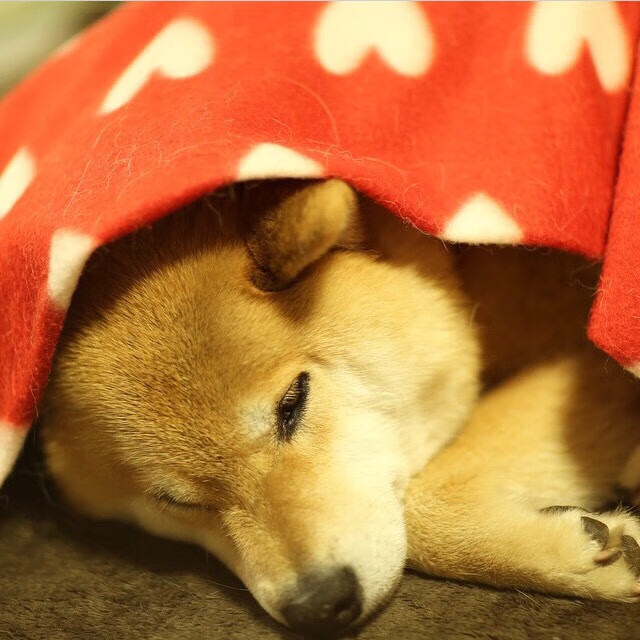 篮网斩落快船，詹姆斯关键先生主宰胜利