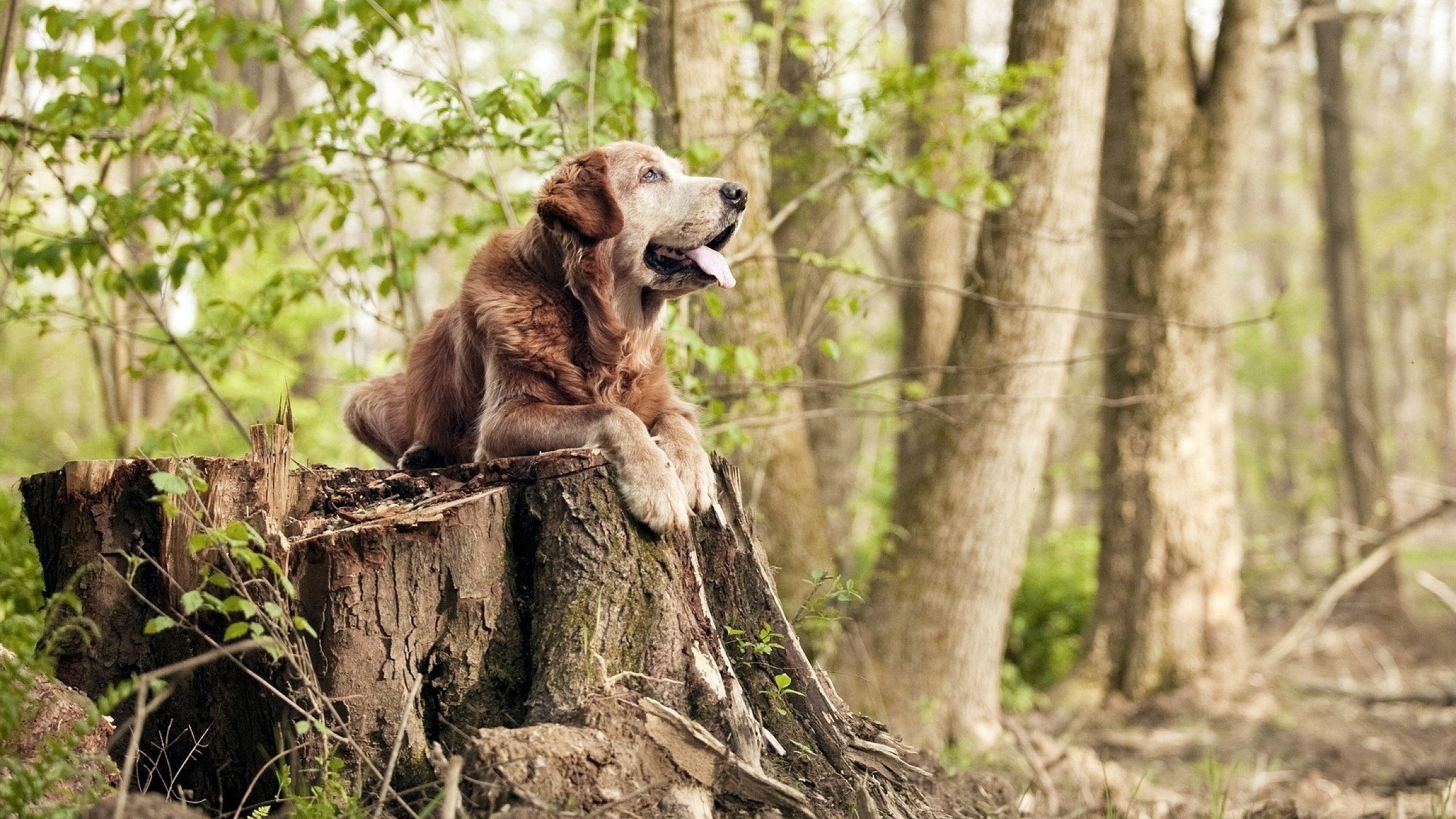 决胜时刻，湖人险胜火箭，贝恩三记神射定乾坤