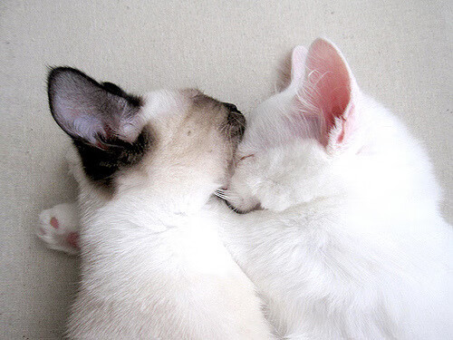 拉亚关键战不手软,尤文节奏掌控委内瑞拉