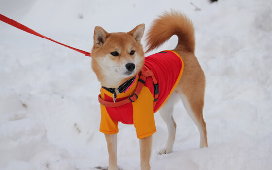 锡安狂暴统治攻防，尼克斯力克新疆队迎大胜