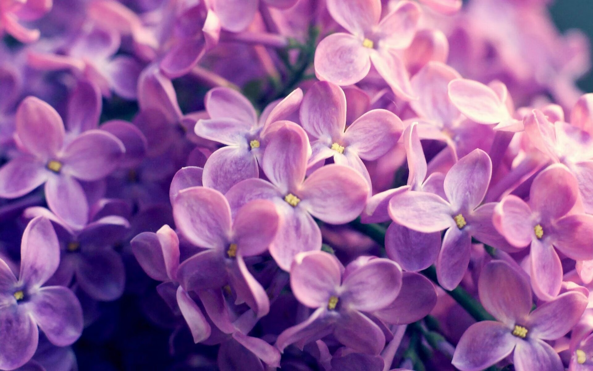 锡安狂暴统治攻防，尼克斯力克新疆队迎大胜