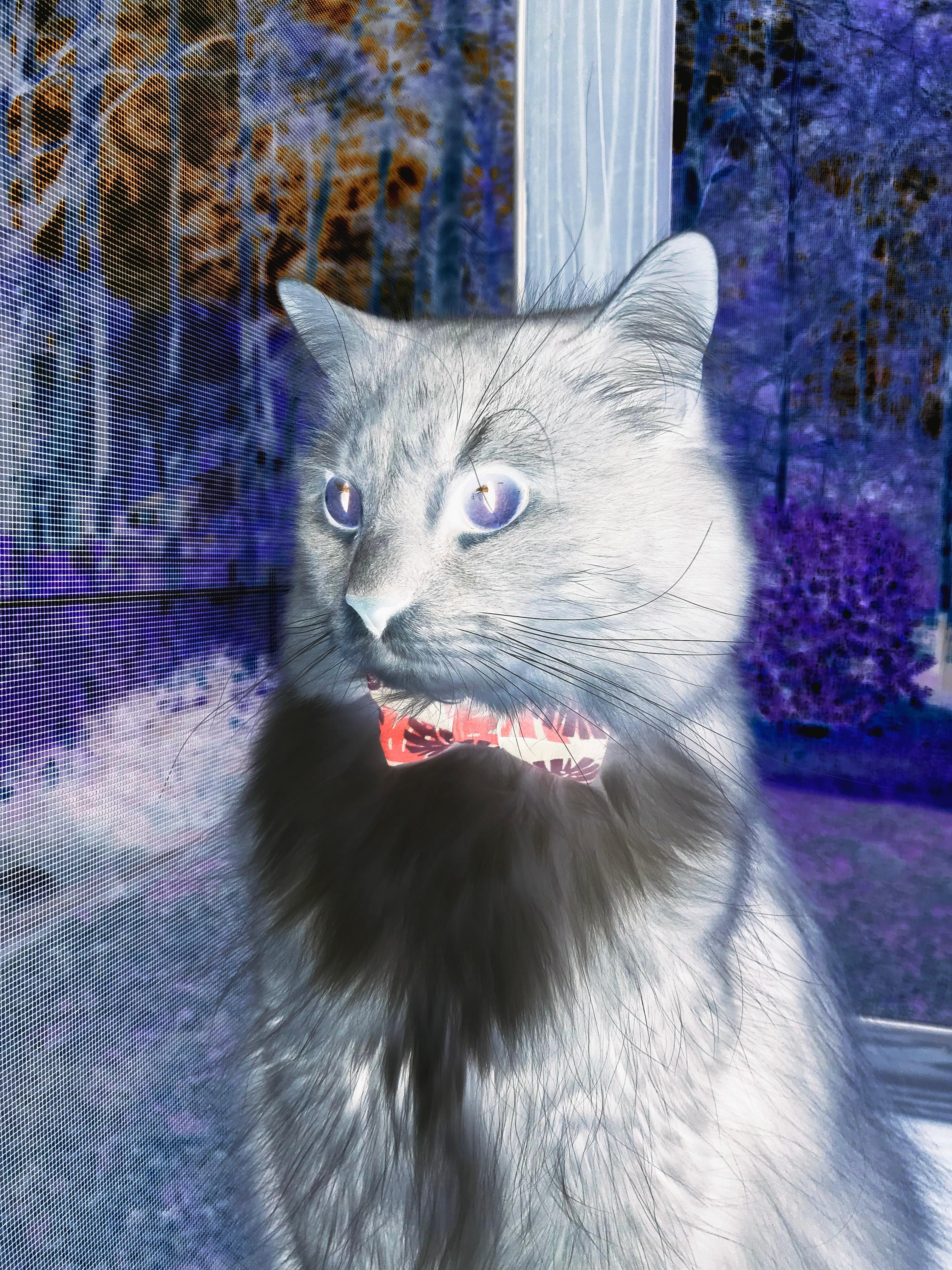 绿茵审判日，2026世界杯史诗一役，鹈鹕军团正面击溃沙漠王权