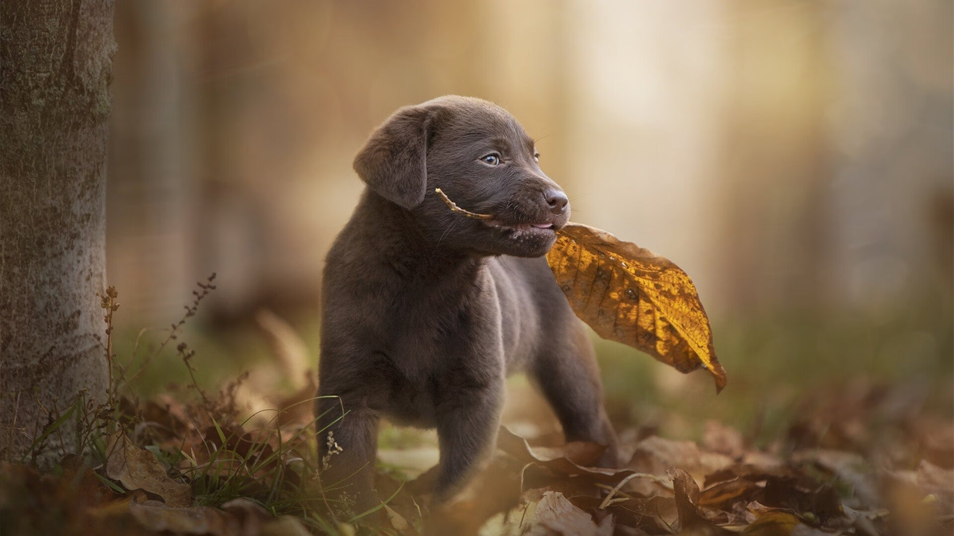 悬念终结者，扎克·拉文一箭穿心，世界排名争夺战一夜定乾坤