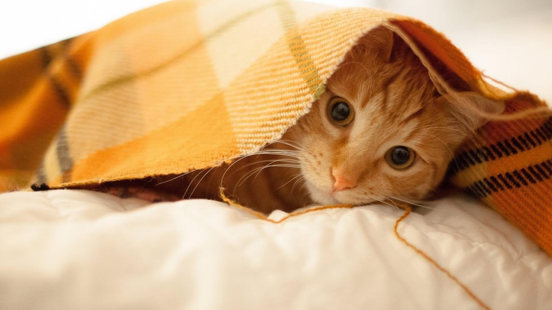 新王当立！文班亚马31+12击溃森林狼，末节17分让爱德华兹黯然失色