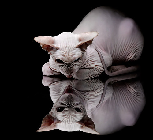 京多安接管比赛，摩洛哥爆冷击败日本—美加墨世界杯纪实