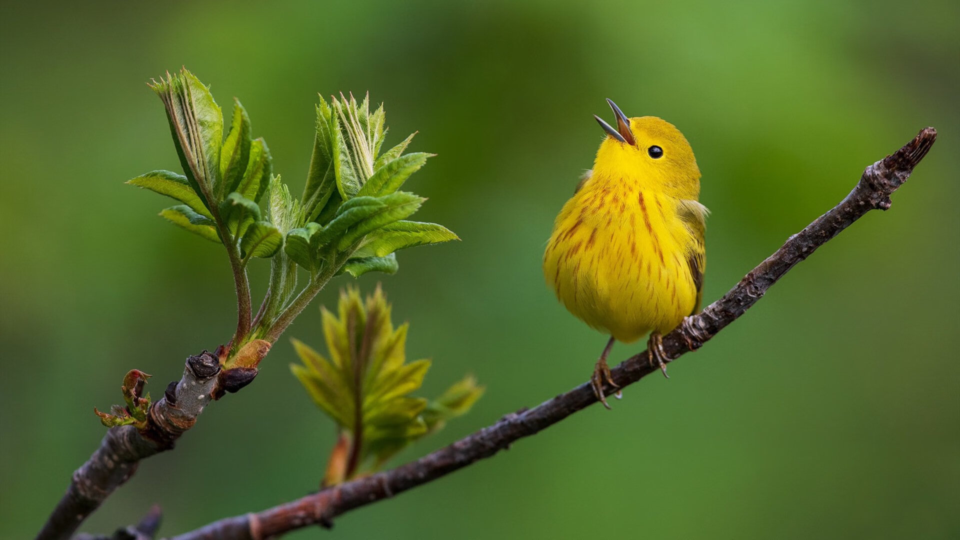 绿茵军刀，当孔德写下世界杯的无解定理