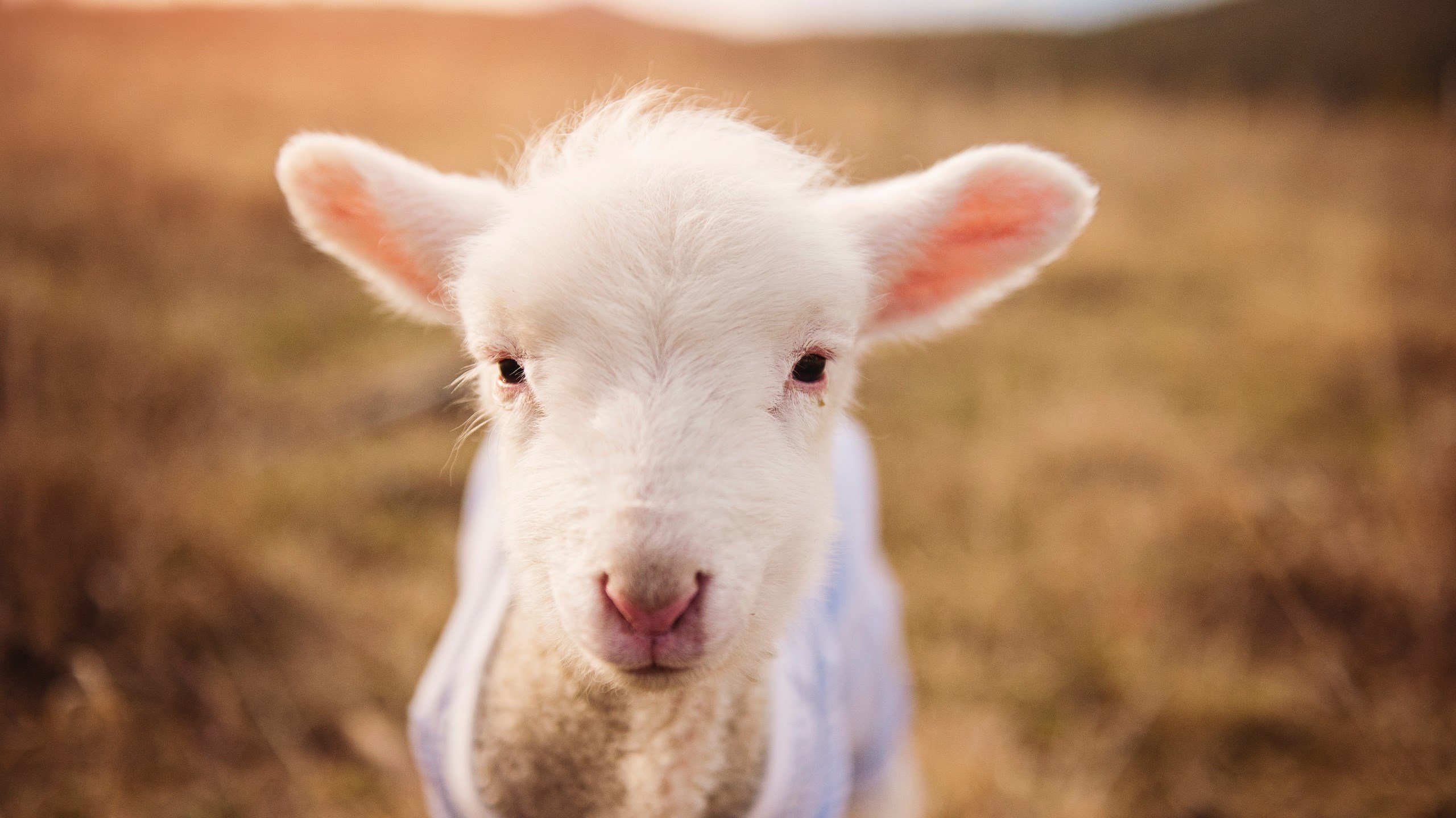 克莱致命三分定乾坤，新疆队憾负爵士显韧性